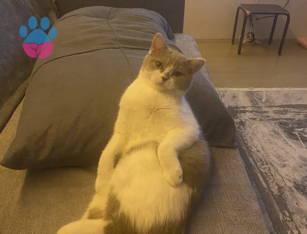 Kedime Erkek Kedi Arıyorum.