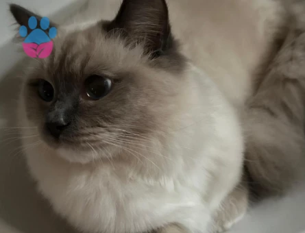 1 Yaşında Oğluma Eş Arıyorum