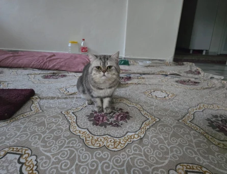 British shorthair Oğluma Dişi Arıyorum - 118980332