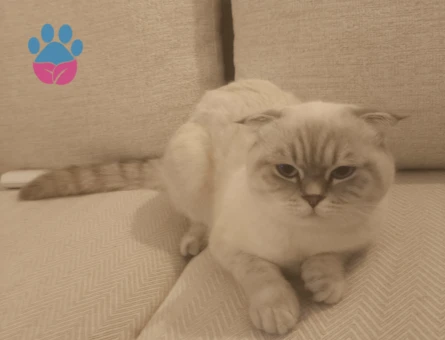 Güzel kızıma eş arıyorum