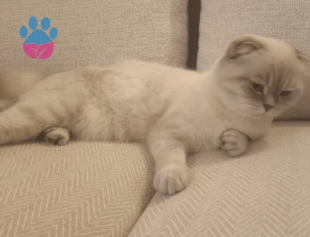 Güzel kızıma eş arıyorum