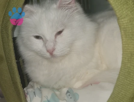 2 YAŞINDA VAN KEDIMIZE ERKEK ES ARIYOZ