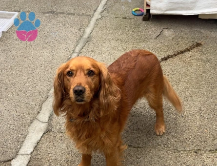 Golden cocker kırma