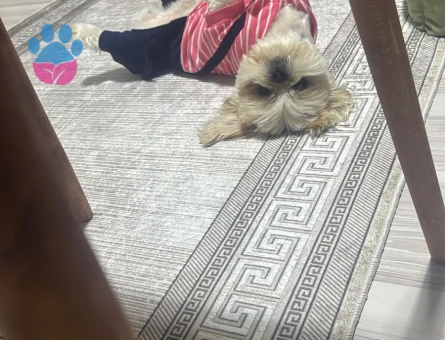 Shih Tzu Köpeğime Eş arıyoruz