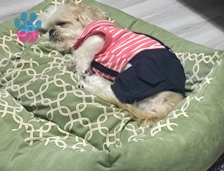 Shih Tzu Köpeğime Eş arıyoruz