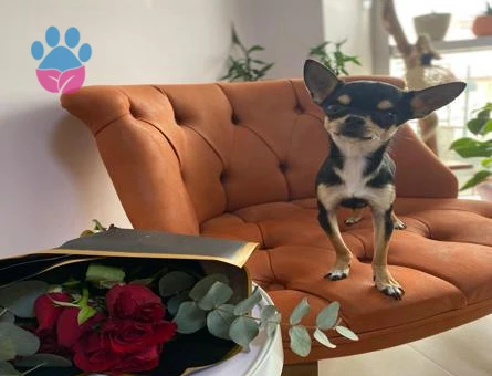 Chihuahua 2 Yaşında Eş Arıyor