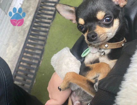 Chihuahua 2 Yaşında Eş Arıyor