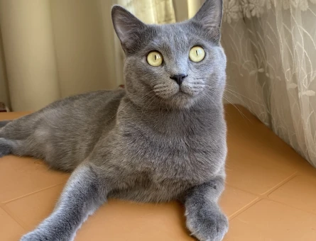 Russian Blue Kedime Eş Arıyorum - 118980344