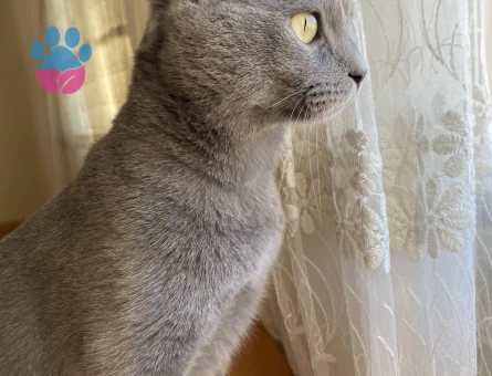 Russian Blue Kedime Eş Arıyorum