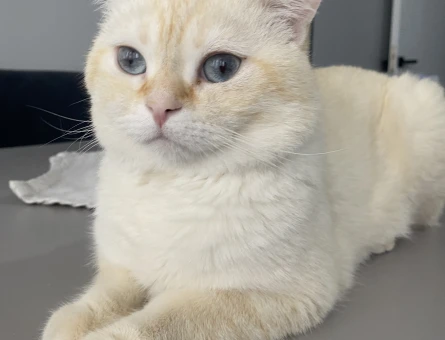 British shorthair 2 Yaşında EŞ Arıyor Kızgınlıkta - 118972845
