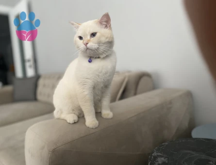 British shorthair 2 Yaşında EŞ Arıyor Kızgınlıkta
