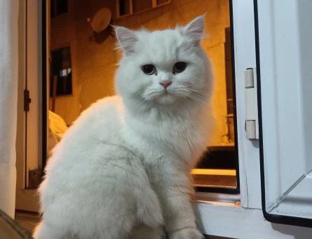 British Shorthair Kızım İnci Eş Arıyor - 118972848