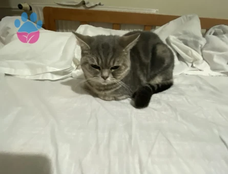 British Shorthair kızım için eş arıyorum