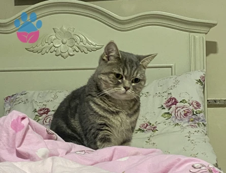 British Shorthair kızım için eş arıyorum