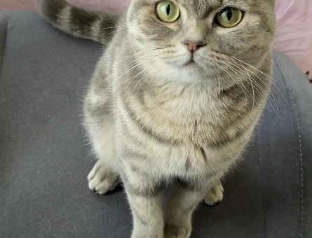 British Shorthair kızım için eş arıyorum - 118972851