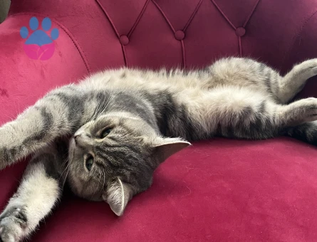 British Shorthair kızım için eş arıyorum