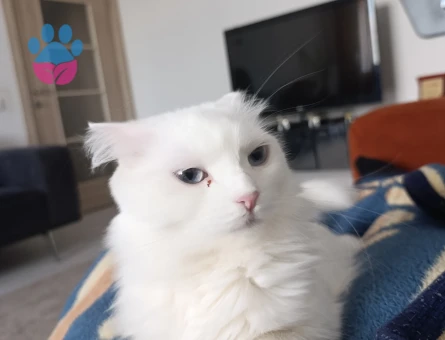 British Shorthair 1 Yaşında Eş Arıyor