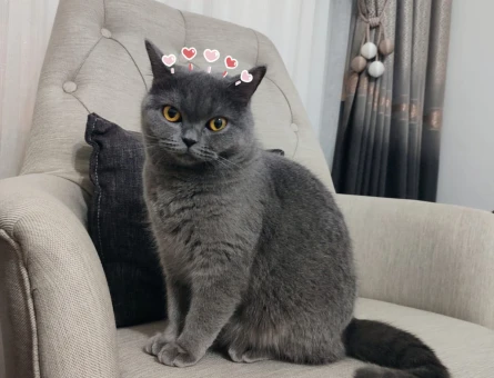 British Shorthair Kedime Acil Eş Arıyorum - 118972854