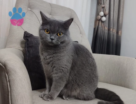 British Shorthair Kedime Acil Eş Arıyorum
