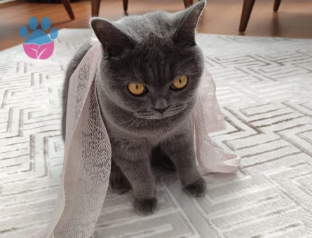 British Shorthair Kedime Acil Eş Arıyorum