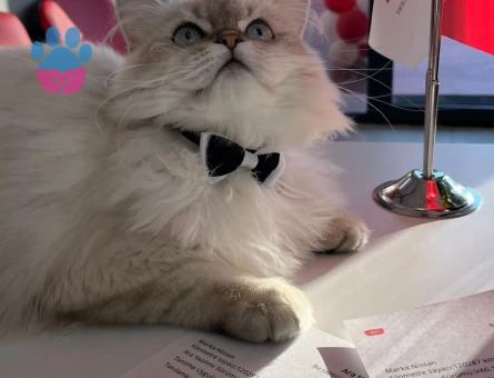 BRİTİSH BLUEPOİNT LONGHAİR