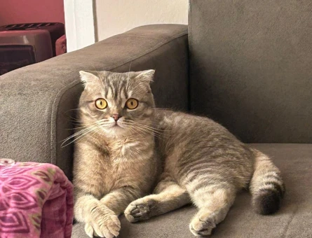 Scottish Fold kedime Eş arıyorum - 118980802