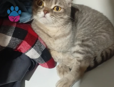 Scottish Fold kedime Eş arıyorum