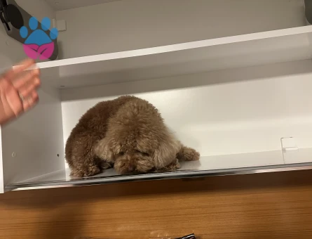 Toy Poddle Erkek 5 Yaşında