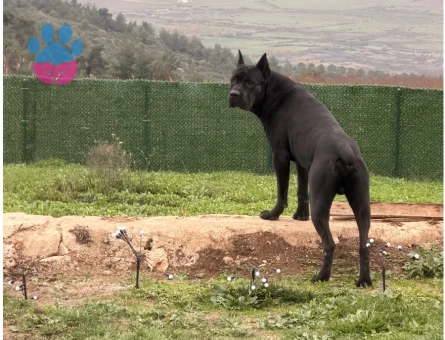 Herküle eş arıyoruz