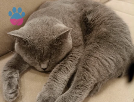 British Shorthair Kedime Eş arıyorum 3 Yaşında
