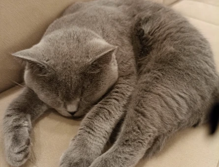 British Shorthair Kedime Eş arıyorum 3 Yaşında - 118980807