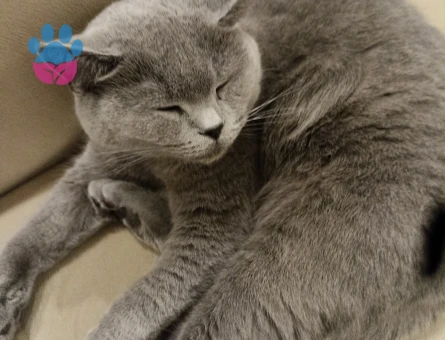 British Shorthair Kedime Eş arıyorum 3 Yaşında