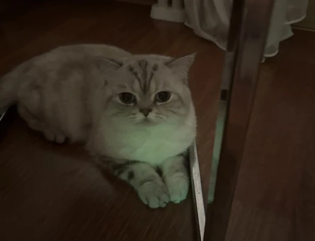 British Shorthair Yakışıklıya eş arıyoruz - 118980808