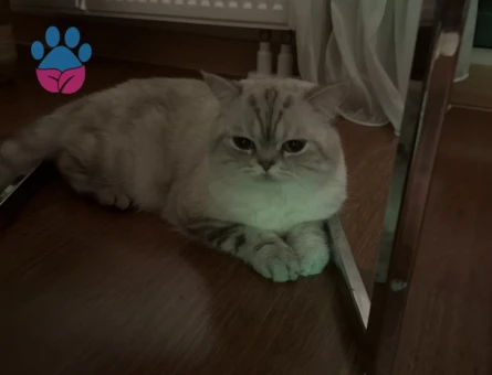British Shorthair Yakışıklıya eş arıyoruz