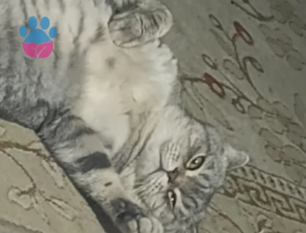 Oğlum kafkaya eş arıyom.