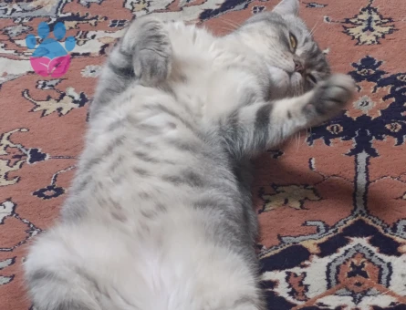 Oğlum kafkaya eş arıyom.