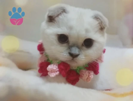 Pamuk kızım eş arıyorum