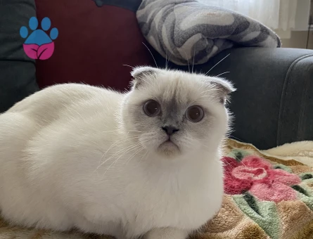 Pamuk kızım eş arıyorum