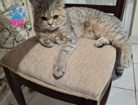 1 yaşında sağlıklı kızgın erkek