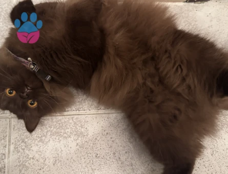 British Longhair 1 Yaşında Dİşi Kedim Eş Arıyor