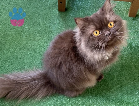 British Longhair 1 Yaşında Dİşi Kedim Eş Arıyor