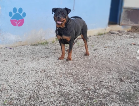 Rottweiler 1 Yaşında Eş Arıyor