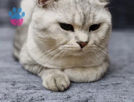 Oğluma eş ariyorum