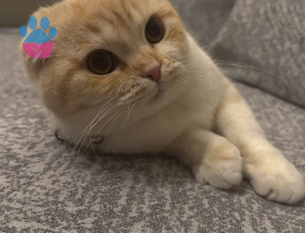 Kayısımıza eş arıyoruz