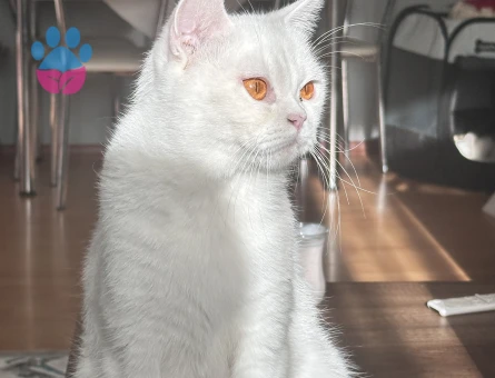 Köpük hanıma erkek eş arıyoruz