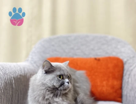 Antalya british longhair