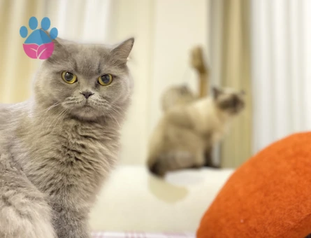 Antalya british longhair