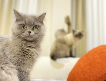 Antalya british longhair - 118981357