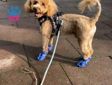 Oğluma eş arıyorum