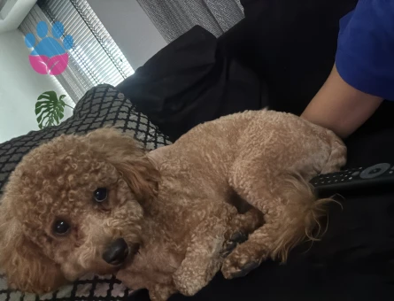 Oğluma eş arıyorum